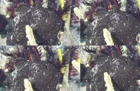 图亙卢人囗面枳